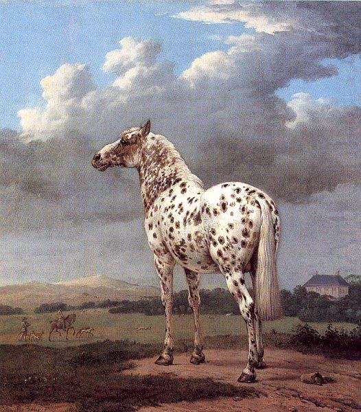 POTTER, Paulus The Piebald Horse china oil painting image